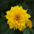 IMGP7688.jpg