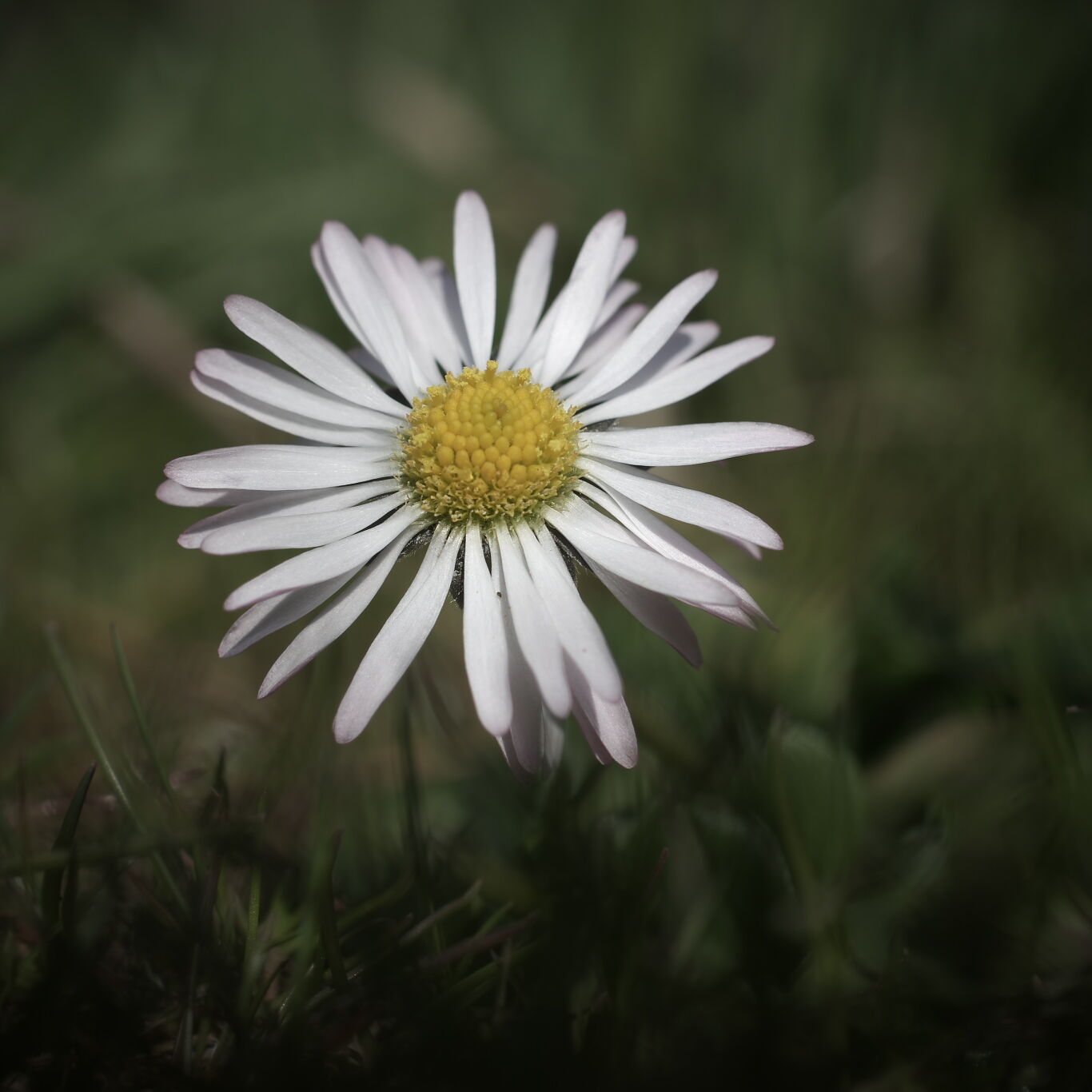 IMS00042 entsättigt