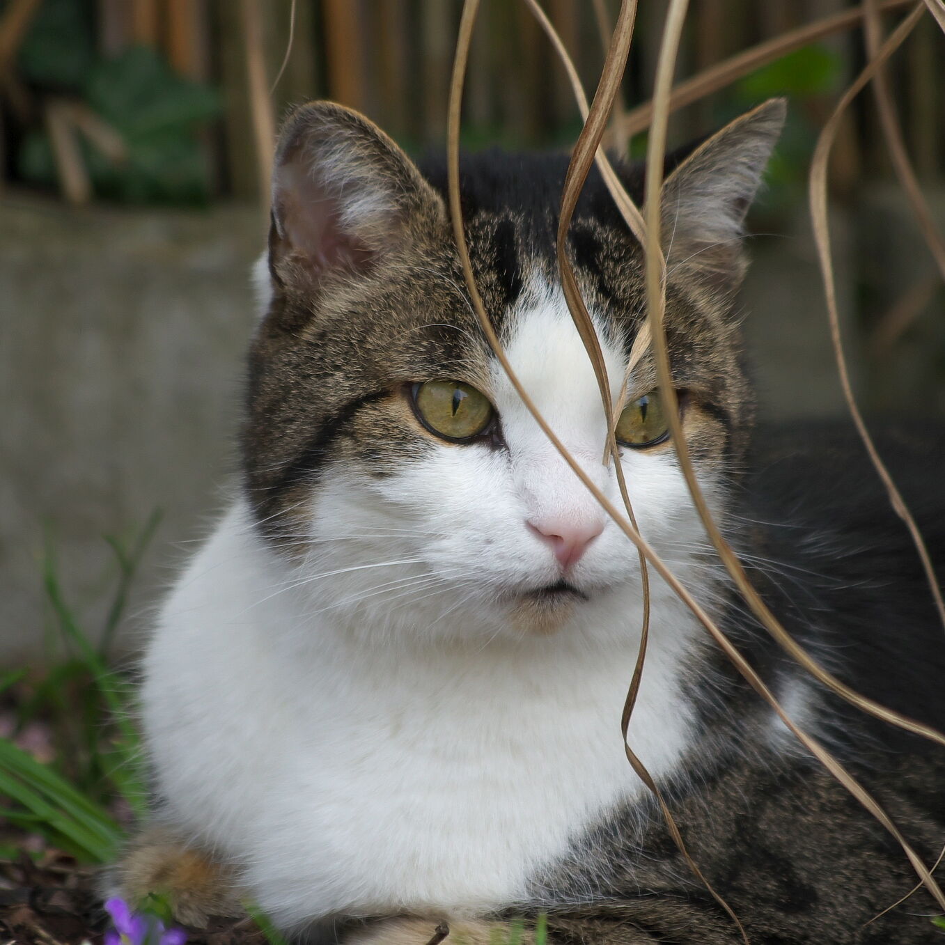 IMGP3745