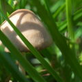 IMS00771