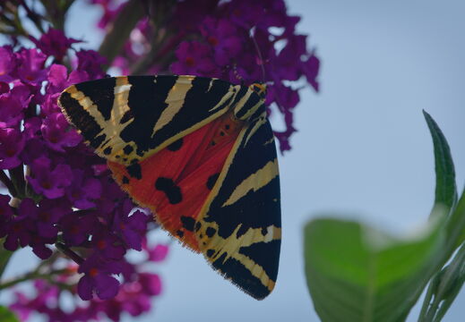 DSCF2305