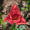 DSCF4064