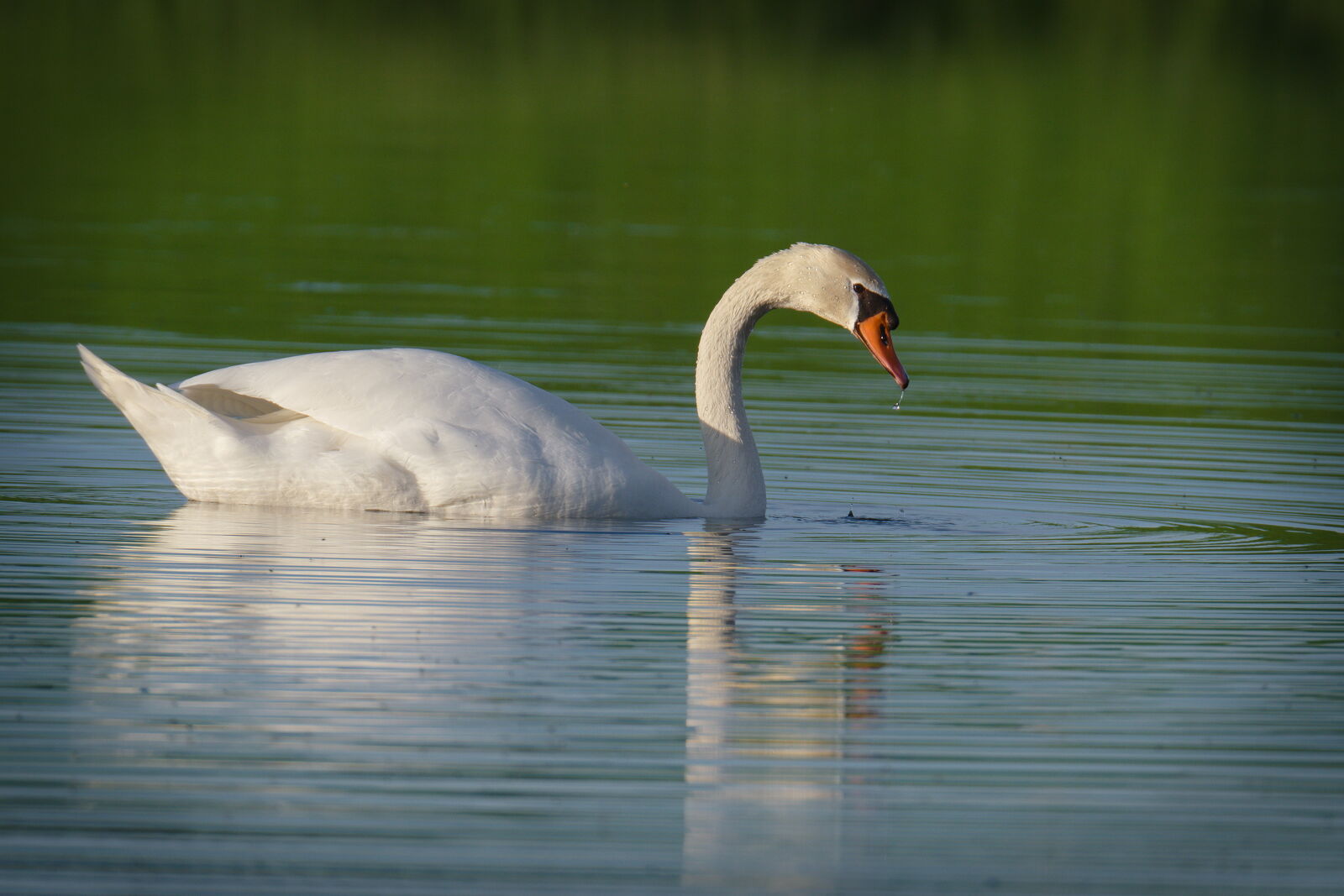 DSCF4358.jpg