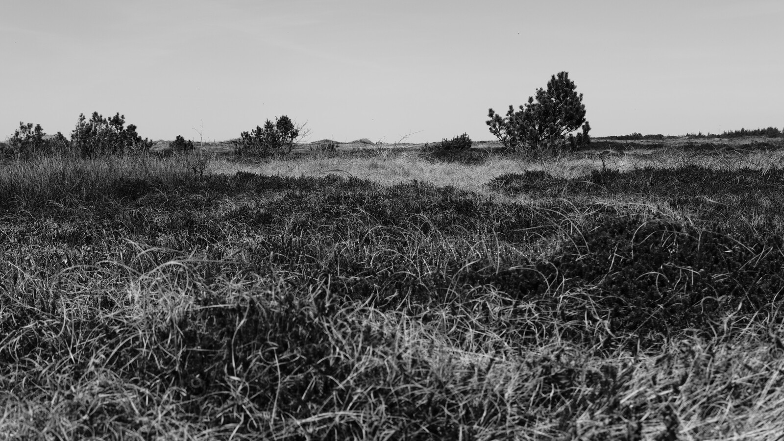 DSCF9369.jpg