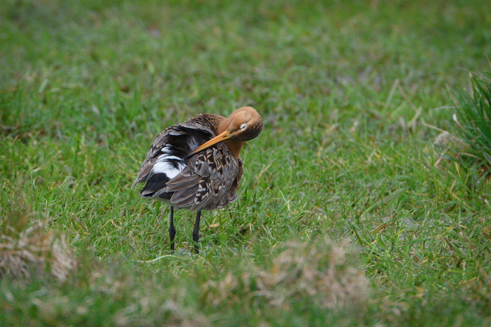 DSCF9512.jpg