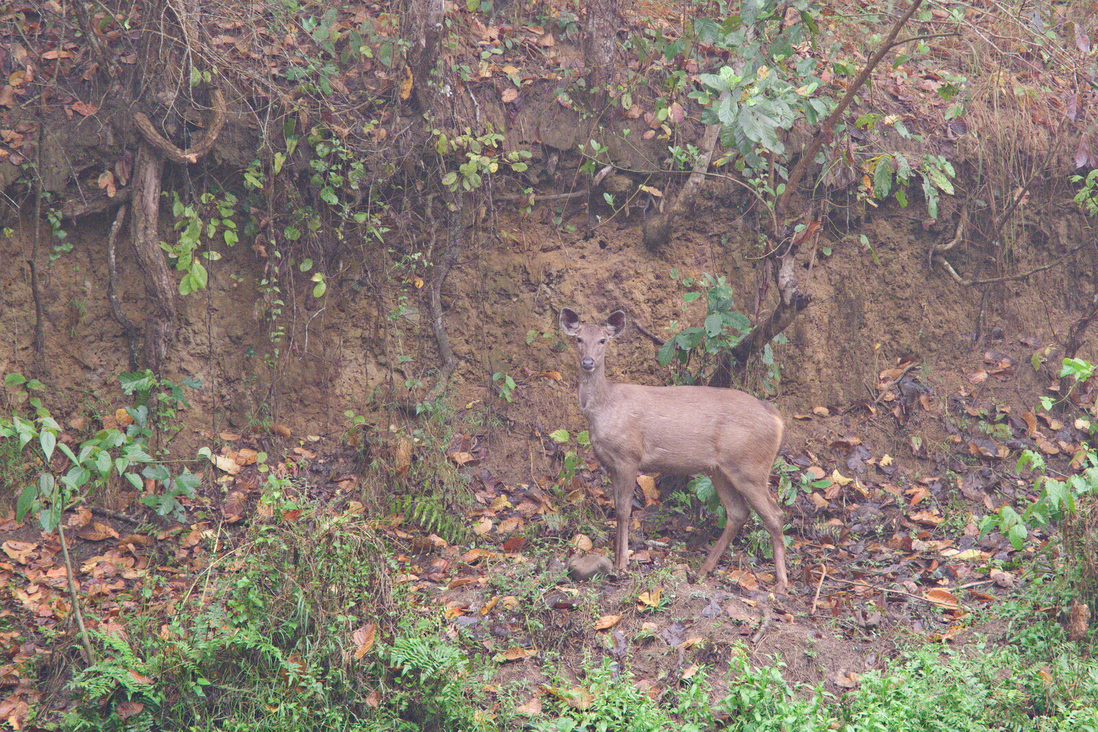 DSCF9126.jpg