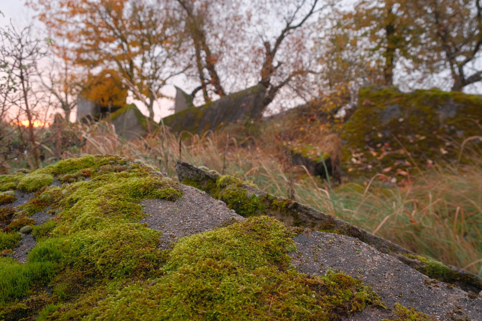 DSCF8314.jpg