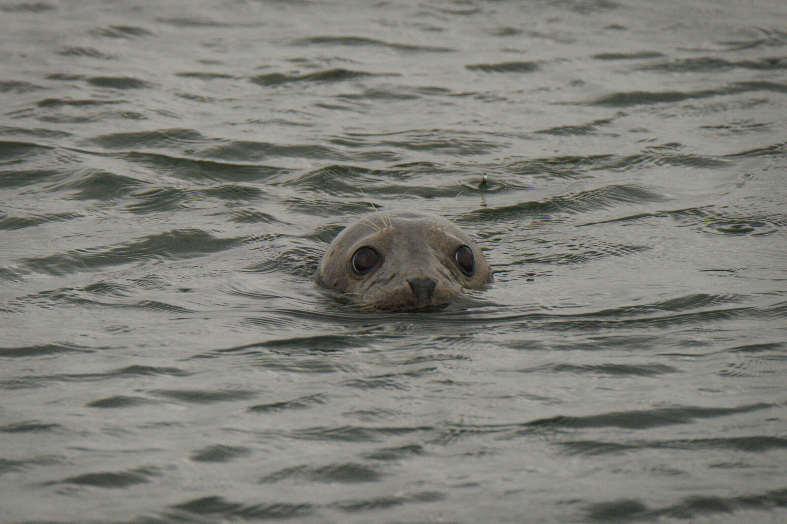 DSCF8571.jpg